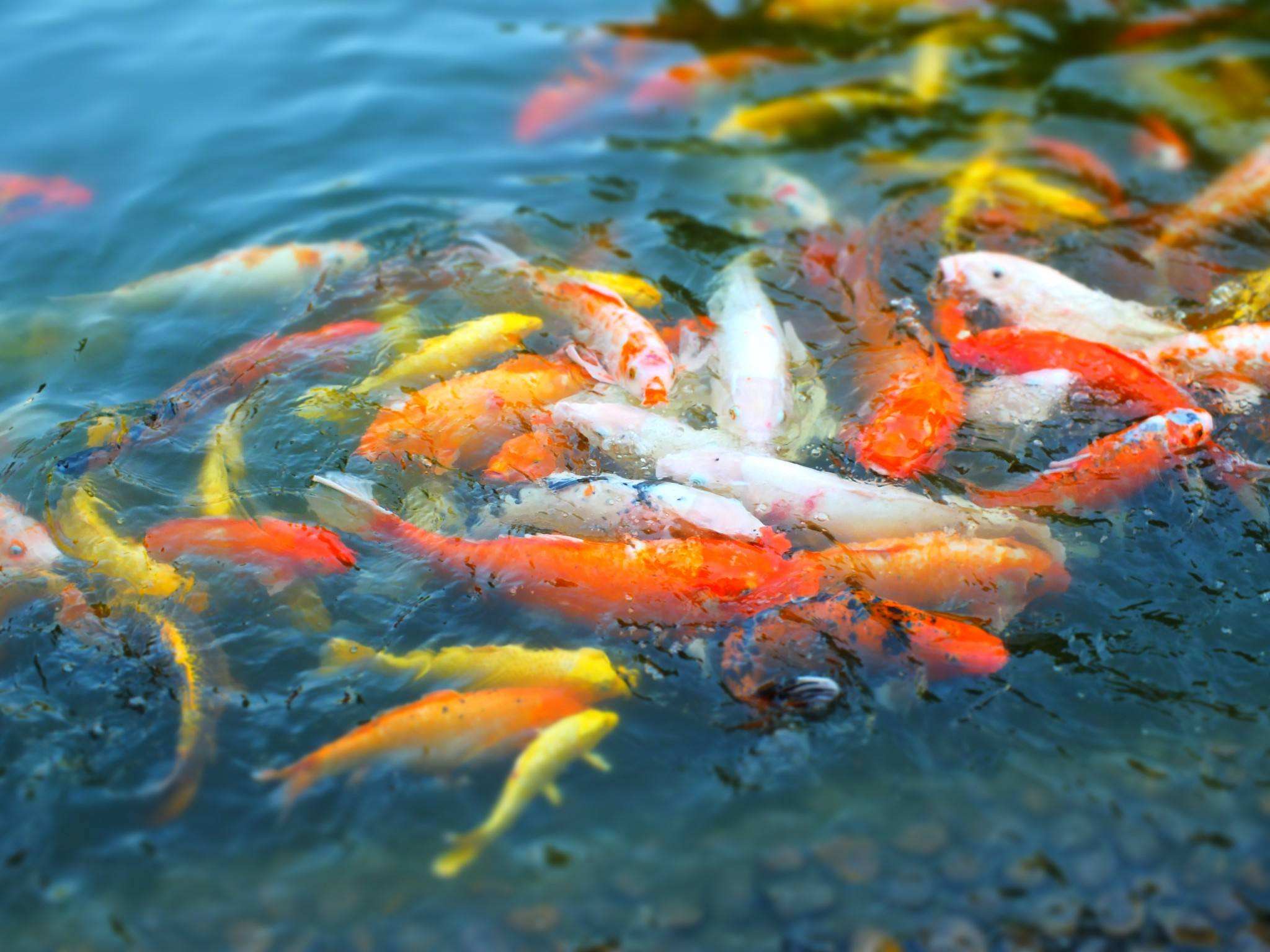 家里養什么魚最招財.jpeg 家里養什么魚最招財.jpeg