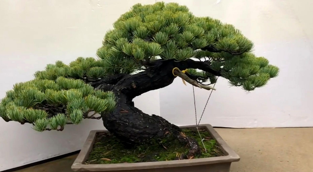 松柏不進(jìn)宅是怎么回事.png 松柏不進(jìn)宅是怎么回事.png
