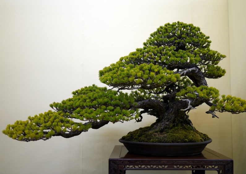 家中適合養(yǎng)松樹盆景嗎.png 家中適合養(yǎng)松樹盆景嗎.png