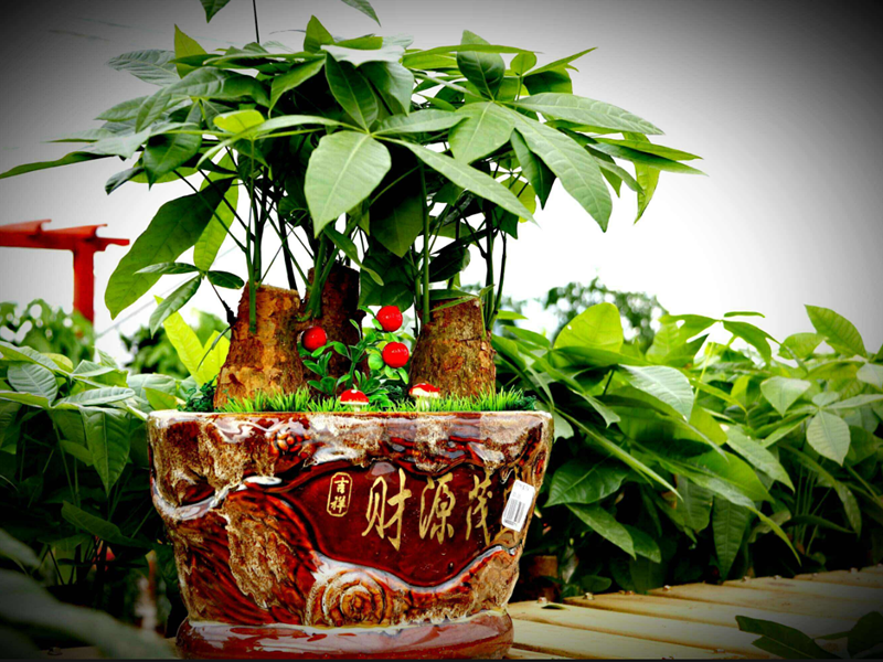 發(fā)財樹擺放“三要”.png 發(fā)財樹擺放“三要”.png