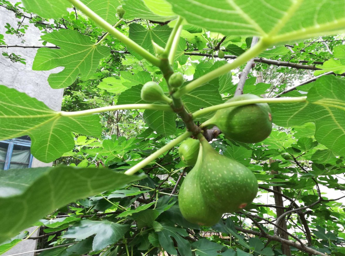 栽種無花果樹為什么不吉利 (2).png 栽種無花果樹為什么不吉利 (2).png