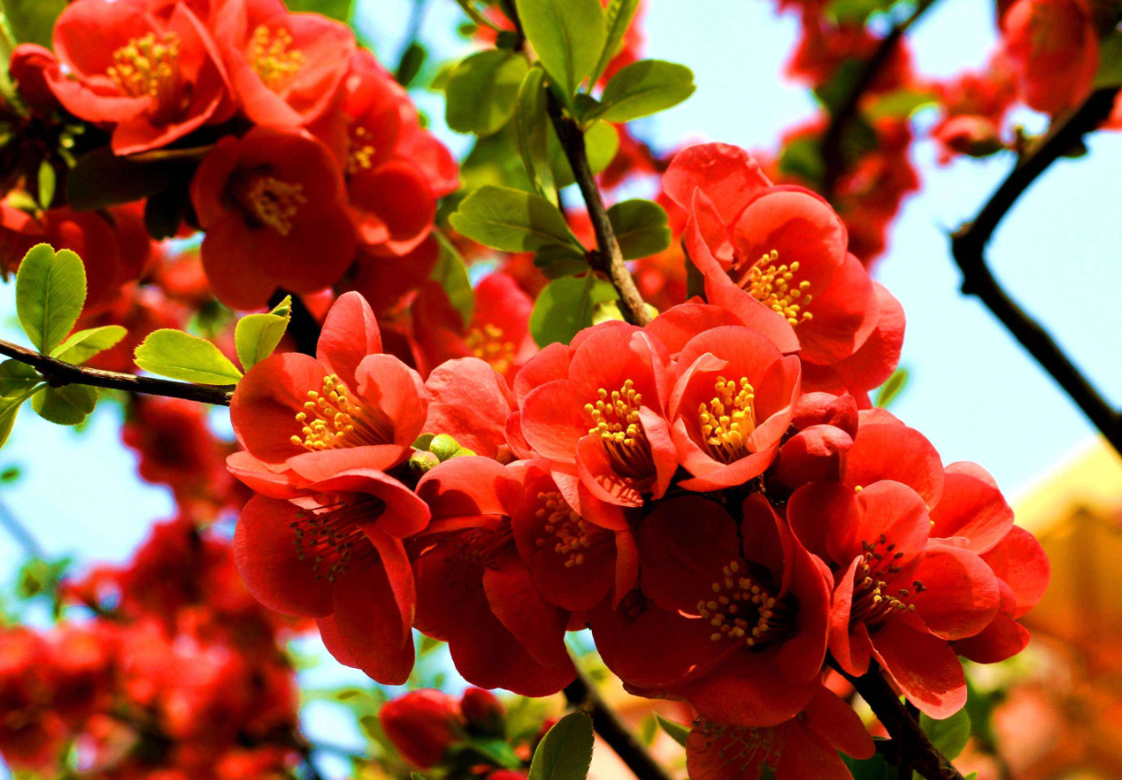 海棠花能在家里養(yǎng)嗎.png 海棠花能在家里養(yǎng)嗎.png