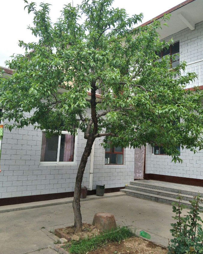 桃樹種植有什么風(fēng)水禁忌.png 桃樹種植有什么風(fēng)水禁忌.png